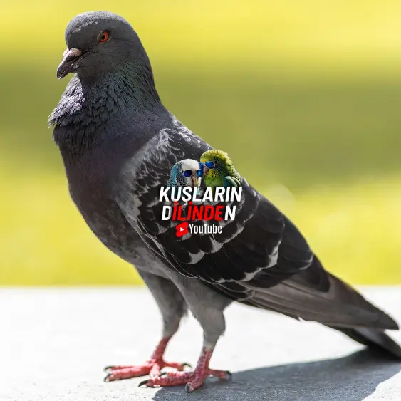 Güvercinlerde Kalp Sağlığı 2 Güvercinlerde Kalp Sağlığı