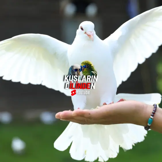 Güvercinlerde Kanat Tutulması 2 Güvercinlerde Kanat Tutulması