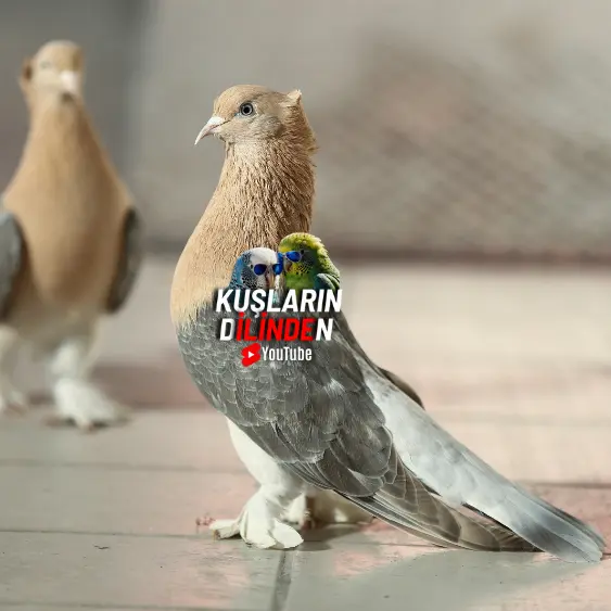 Güvercinlerde Kas Yapısı 2 Güvercinlerde Kas Yapısı