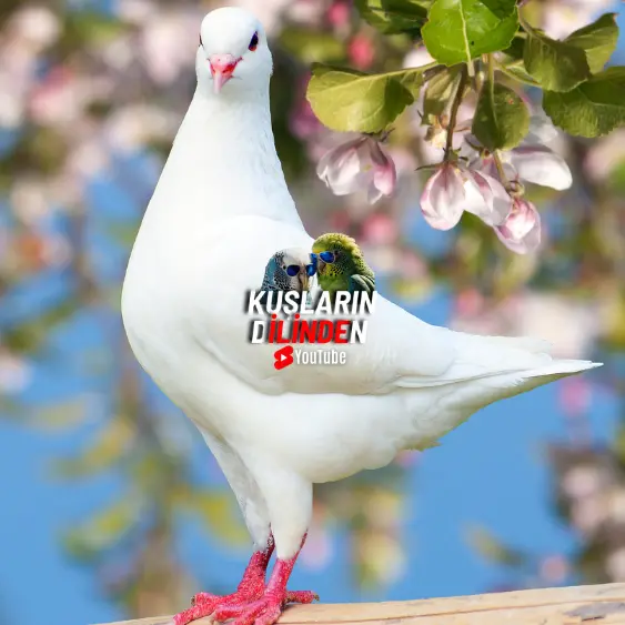 Güvercinlerde Kuruma Hastalığı 2 Güvercinlerde Kuruma Hastalığı
