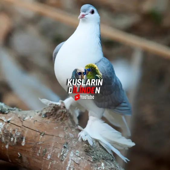 Güvercinlerde Pamukçuk 2 Güvercinlerde Pamukçuk