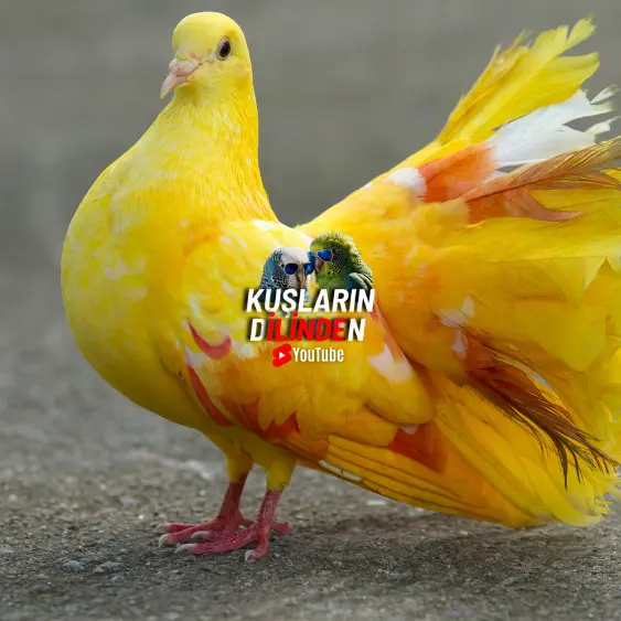 Güvercinlerde Solunum Yolu hastalıkları 2 Güvercinlerde Solunum Yolu hastalıkları