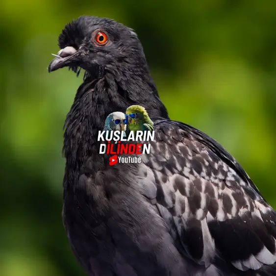 Güvercinlerin Gözleri Neden Kırmızı? 2 Güvercinlerin Gözleri Neden Kırmızı?
