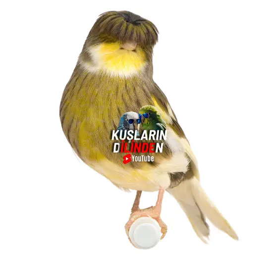 Kanaryalar Neden Kabarır? 2 Kanaryalar Neden Kabarır