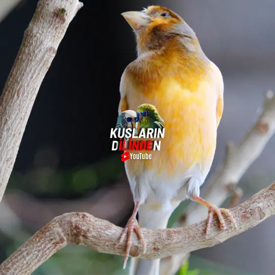 Kanaryalarda Ayak Mantarı