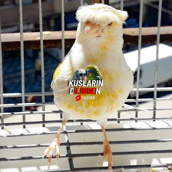 Kanaryalarda Damla Hastalığı 2 Kanaryalarda Damla Hastalığı