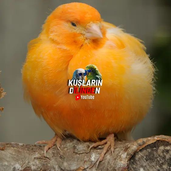 Kanaryalarda Ur Hastalığı 2 Kanaryalarda Ur Hastalığı