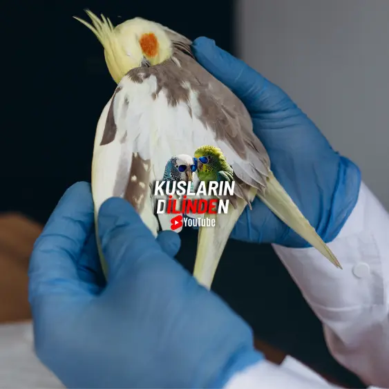 Kuşlarda Ameliyat Gerektiren Durumlar 2 Kuşlarda Ameliyat Gerektiren Durumlar