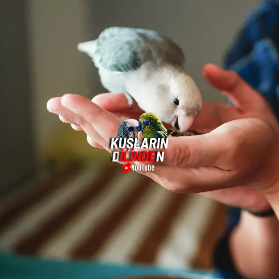 Kuşlardan İnsana Bulaşan Hastalıklar 2 Kuşlardan İnsana Bulaşan Hastalıklar