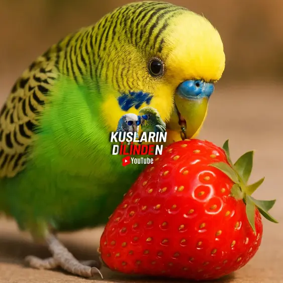 Muhabbet Kuşu Çilek Yer mi? 2 Muhabbet Kuşu Çilek Yer mi?
