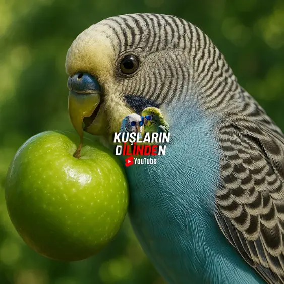 Muhabbet Kuşu Erik Yer mi? 2 Muhabbet Kuşu Erik Yer mi?
