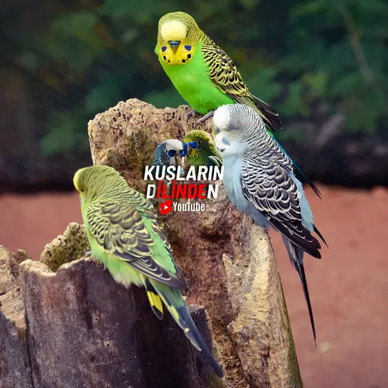 Muhabbet Kuşu Kuyruğunu Neden Sallar? 2 Muhabbet Kuşu Kuyruğunu Neden Sallar