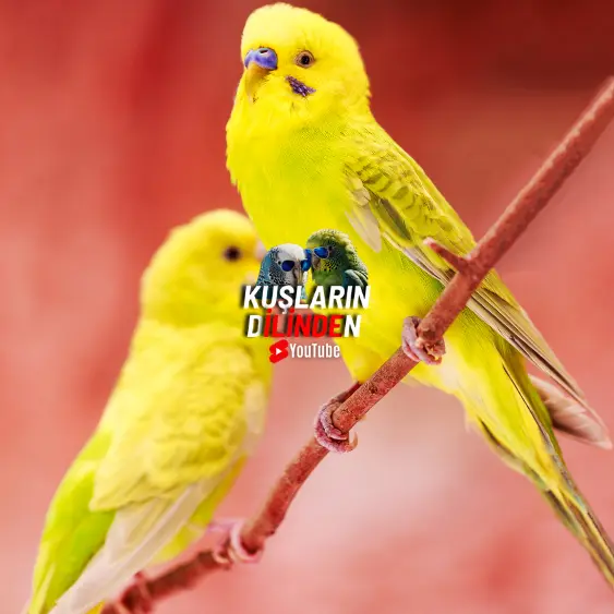 Muhabbet Kuşu Neden Ölür? 2 Muhabbet Kuşu Neden Ölür