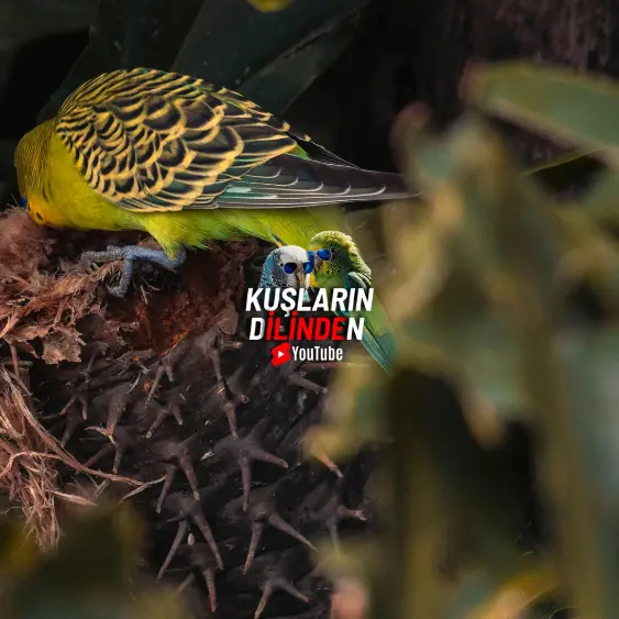 Muhabbet Kuşu Yumurta Sıkışması (Tıkanması) 2 Muhabbet Kuşu Yumurta Sıkışması