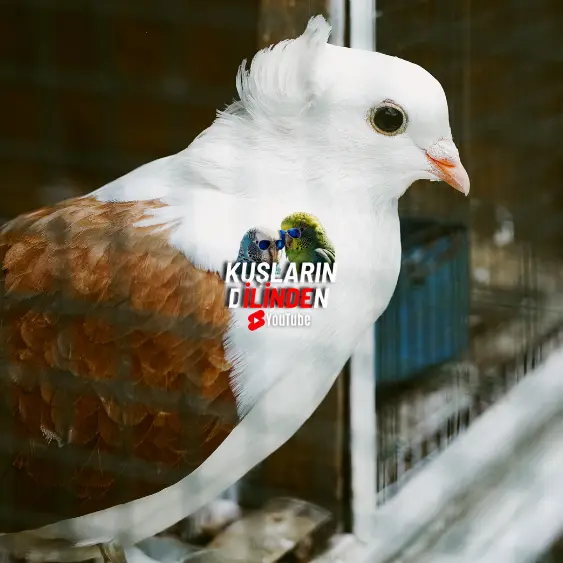 Güvercin Kümesi Temizliği 2 Güvercin Kümesi Temizliği
