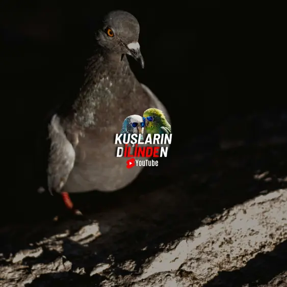Güvercinler Gece Görebilir mi? 2 Güvercinler Gece Görebilir mi