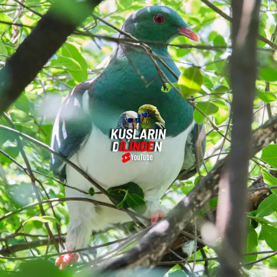 Güvercinler Kaç Yıl Yaşar 2 Güvercinler Kaç Yıl Yaşar