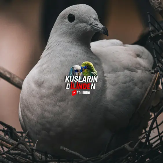 Güvercinlerde Dış Parazit 2 Güvercinlerde Dış Parazit