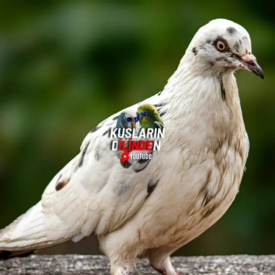 Güvercinlerde Kıç Çıkması Prolapsus 2 Güvercinlerde Kıç Çıkması Prolapsus