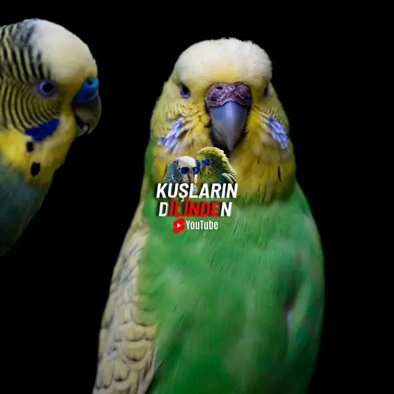 Konuşmaya Çalışan Bir Muhabbet Kuşu Nasıl Anlaşılır? 2 Konuşmaya Çalışan Bir Muhabbet Kuşu Nasıl Anlaşılır