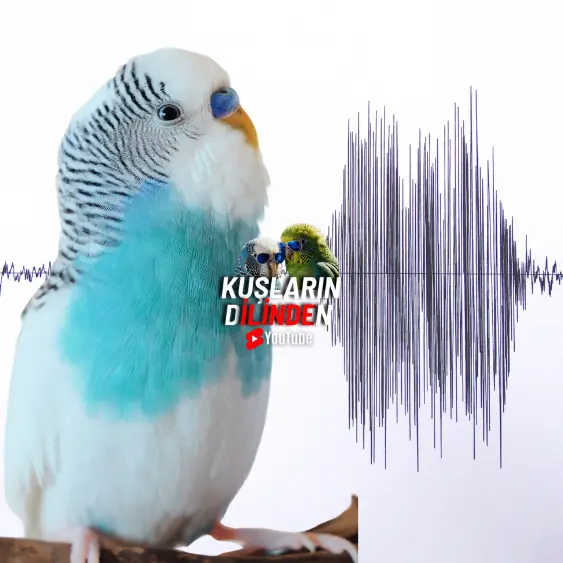 Muhabbet Kuşları Depremi Önceden Hisseder Mi? 2 Muhabbet Kuşları Depremi Önceden Hisseder Mi?