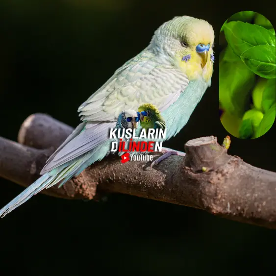 Muhabbet Kuşları Fesleğen Yer mi 2 Muhabbet Kuşları Fesleğen Yer mi