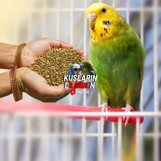 Muhabbet Kuşları Kişniş Yer Mi 2 Muhabbet Kuşları Kişniş Yer Mi