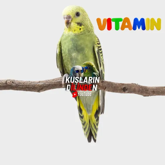 Muhabbet Kuşlarında Vitamin Eksikliği 2 Muhabbet Kuşlarında Vitamin Eksikliği