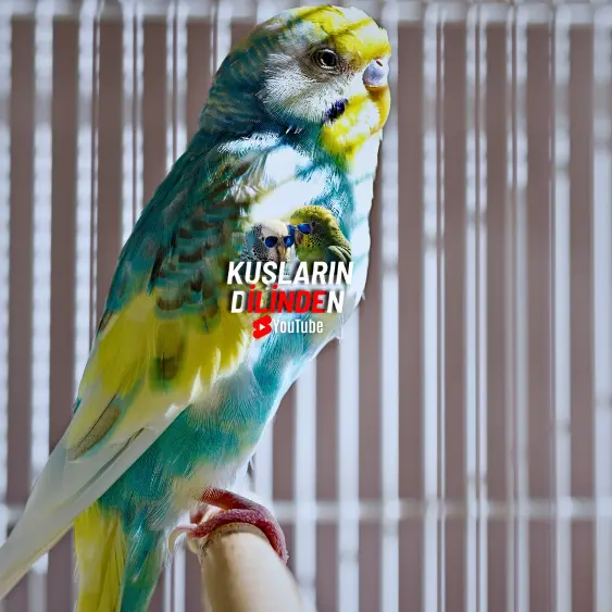 Muhabbet Kuşlarının Yiyebileceği Besinler 2 Muhabbet Kuşlarının Yiyebileceği Besinler