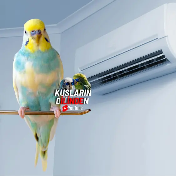 Muhabbet Kuşu Klimadan Etkilenir Mi? 2 Muhabbet Kuşu Klimadan Etkilenir Mi