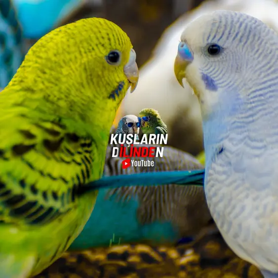 Muhabbet kuşu konuşma eğitimi nasıl verilir? 2 Muhabbet kuşu konuşma eğitimi nasıl verilir
