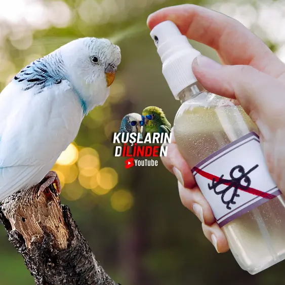 Sinek İlacı Muhabbet Kuşuna Zarar Verir Mi 2 Sinek İlacı Muhabbet Kuşuna Zarar Verir Mi