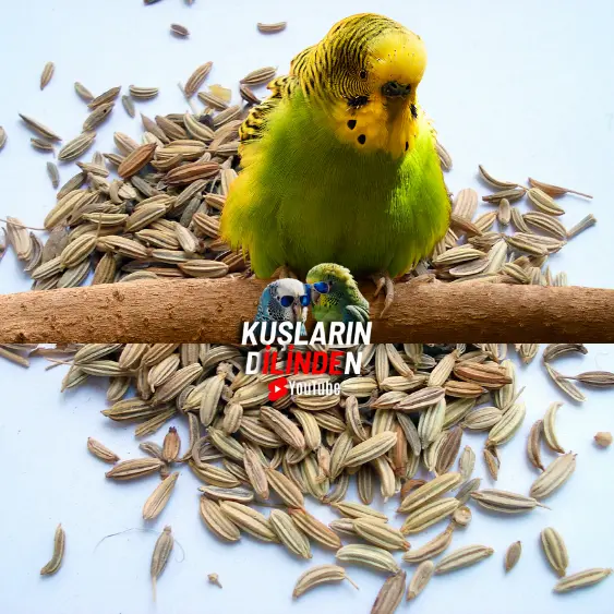 Muhabbet Kuşlarına Rezene Verilir mi? 2 Muhabbet Kuşlarına Rezene Verilir mi