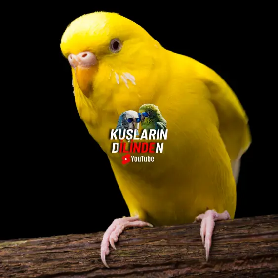Muhabbet Kuşu Kanat Titremesi 2 Muhabbet Kuşu Kanat Titremesi