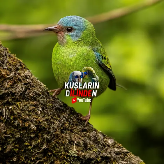 Kuşlar Hakkında İlginç Bilgiler 4 Kuşlar Hakkında İlginç Bilgiler