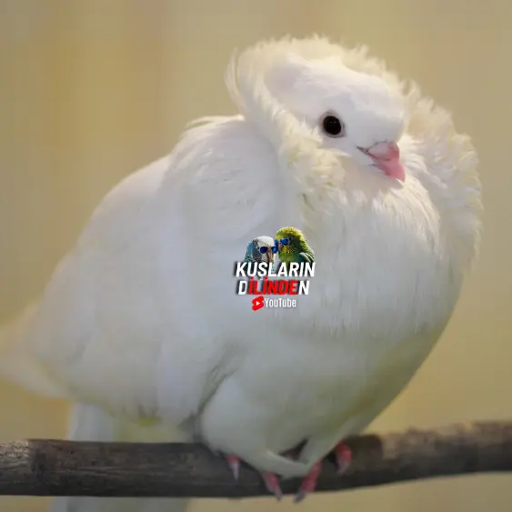 Güvercinlerde Adenocoli Hastalığı 2 Güvercinlerde Adenocoli Hastalığı