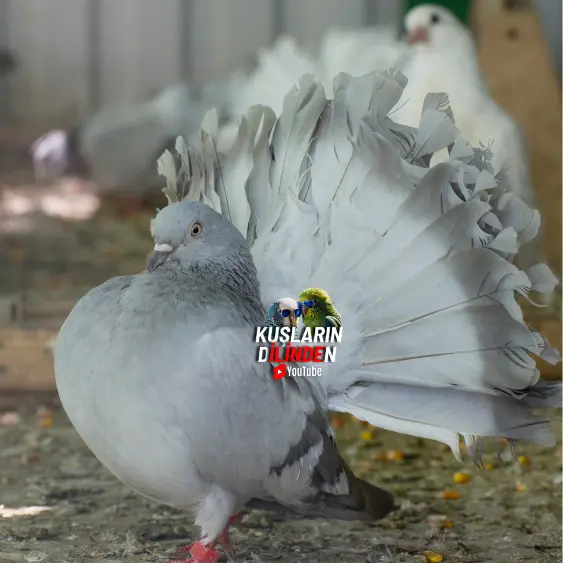 Güvercinlerde Aşırı Su İçme 2 Güvercinlerde Aşırı Su İçme