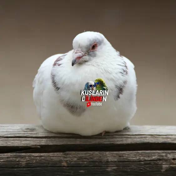 Güvercinlerde Sallabaş Tedavisi 2 Güvercinlerde Sallabaş Tedavisi