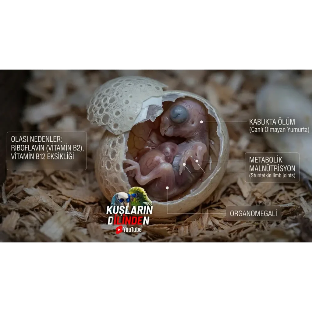 Muhabbet Kuşlarında Kuluçka Dönemi 5 Beslenme Yetersizligine Bagli Orta ve Gec Donem Olumleri