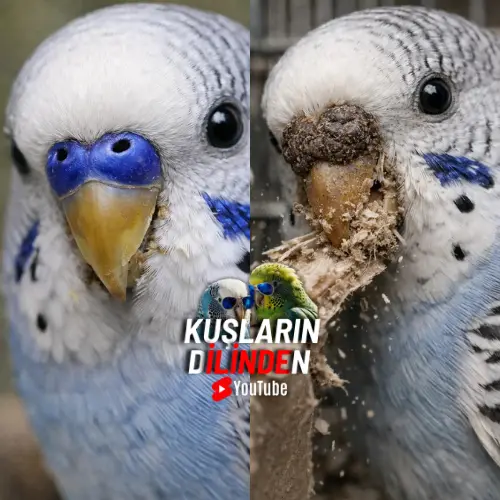 Muhabbet Kuşlarında Kızgınlık Belirtileri 2 Muhabbet Kuslarinda Kizginlik Belirtileri 1 1