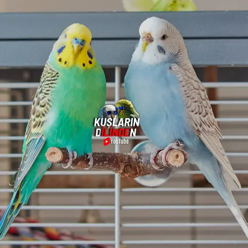 Muhabbet Kuşlarında Kızgınlık Belirtileri