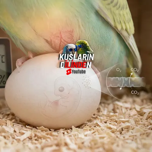 Muhabbet Kuşlarında Kuluçka Dönemi