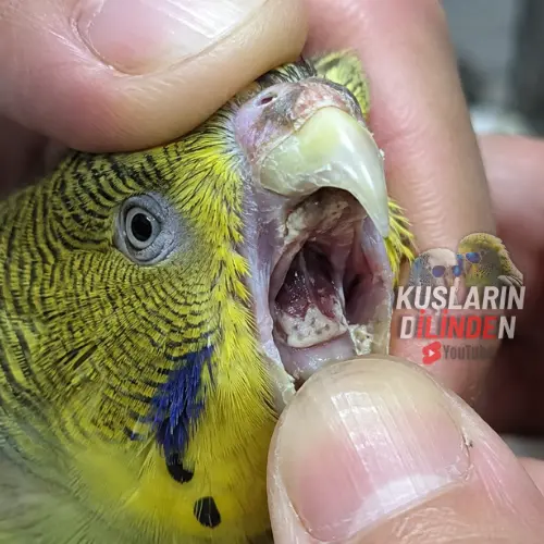 Muhabbet Kuşlarında Kursak Mantarı Peynirleşme Ve Pamukçuk 2 Muhabbet Kuşlarında Kursak Mantarı Peynirleşme Ve Pamukçuk