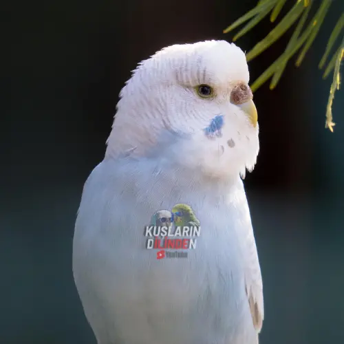 Muhabbet Kuşu
