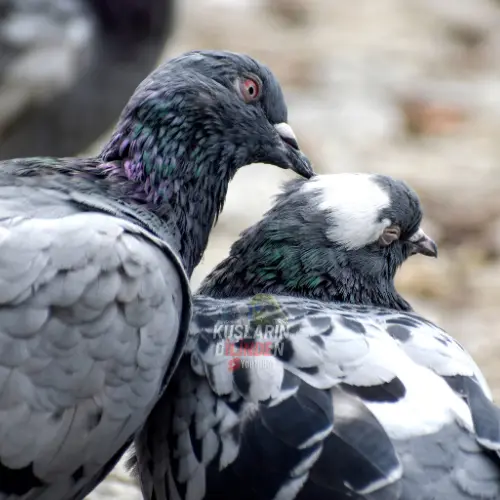 Güvercinler Neden Birbirini Gagalar? 2 Güvercinler Neden Birbirini Gagalar