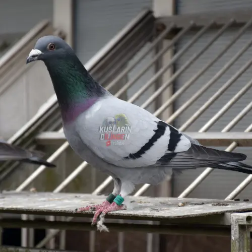 Güvercinler Neden Birbirini Gagalar? 3 Güvercinler Neden Birbirini Gagalar