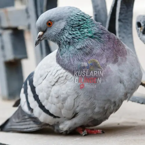 Güvercinler Neden Göğsünü Şişirir? 3 Güvercinler Neden Göğsünü Şişirir