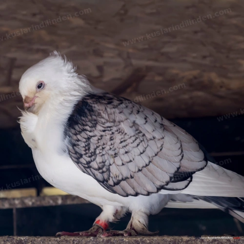 Güvercin Pedigree Nedir? 3 Bilezik numarası ve eşleşme notları tutulan güvercin damızlık kayıt defteri