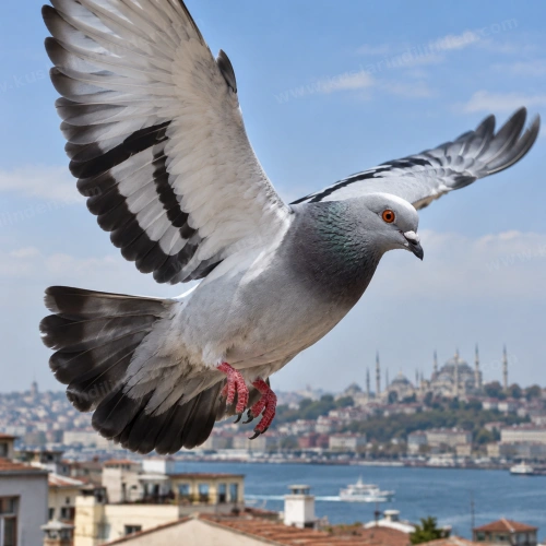 İstanbullu Güvercin Özellikleri, Renkleri ve Uçuşu 3 İstanbullu güvercinlerin filo halinde uçuşu